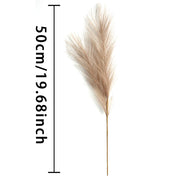 BloomAura™ Pampas Grass